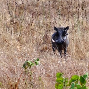 Warthog