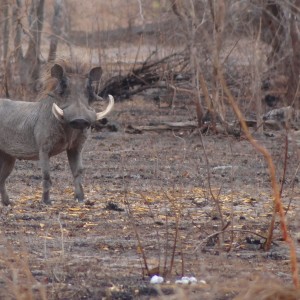 Warthog