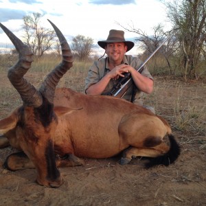 Red Hartebeest