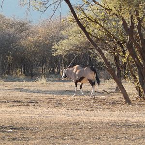 Gemsbok Namibia