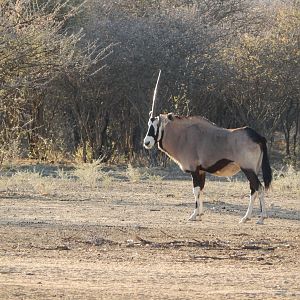 Gemsbok Namibia