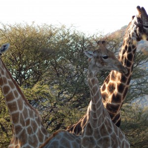 Giraffe Namibia