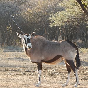 Gemsbok Namibia