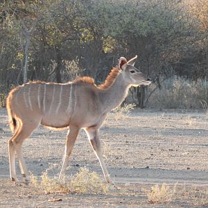 Greater Kudu Namibia