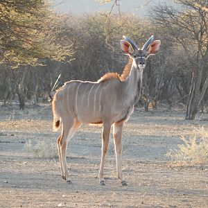 Greater Kudu Namibia