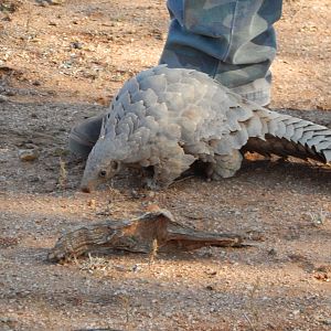 Pangolin Namibia