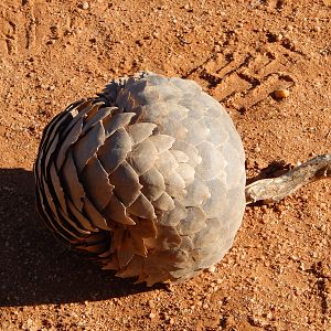 Pangolin Namibia