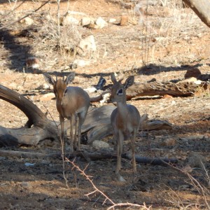 Damara Dik-Dik Namibia