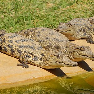 Crocodile Farm Otjiwarongo Namibia