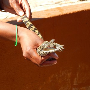 Crocodile Farm Otjiwarongo Namibia