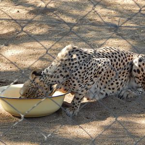 Cheetah Conservation Fund Namibia