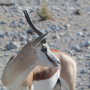 Springbok Etosha Namibia