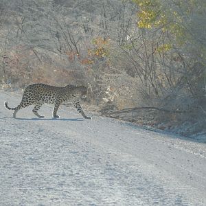 Leopard Etosha Namibia