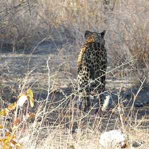 Leopard Etosha Namibia