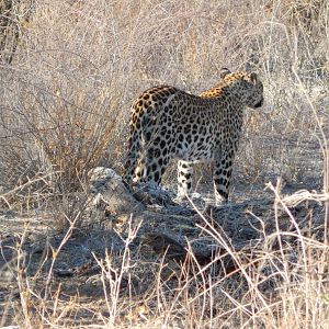 Leopard Etosha Namibia