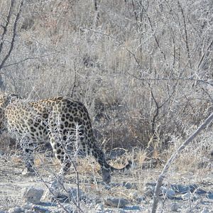 Leopard Etosha Namibia