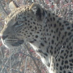 Leopard Etosha Namibia