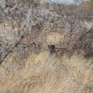 Leopard Etosha Namibia