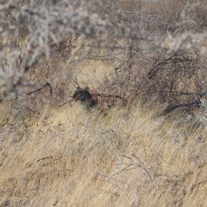 Leopard Etosha Namibia