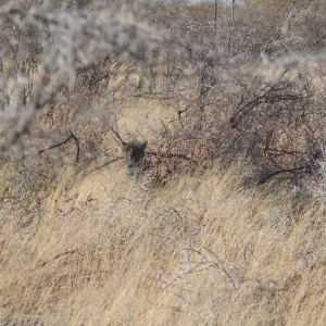 Leopard Etosha Namibia