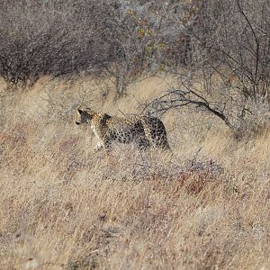 Leopard Etosha Namibia