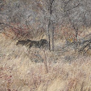 Leopard Etosha Namibia