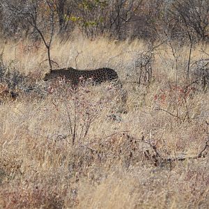 Leopard Etosha Namibia