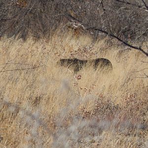 Leopard Etosha Namibia