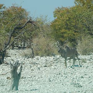 Greater Kudu Etosha Namibia