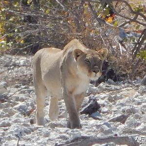 Lioness Etosha Namibia