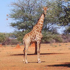 Giraffe Namibia