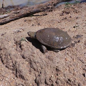 Leopard Turtle Namibia