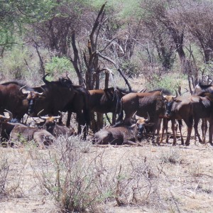 Blue Wildebeest Namibia