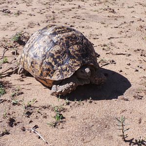 Tortoise Namibia | AfricaHunting.com