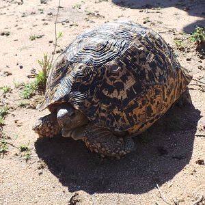 Tortoise Namibia