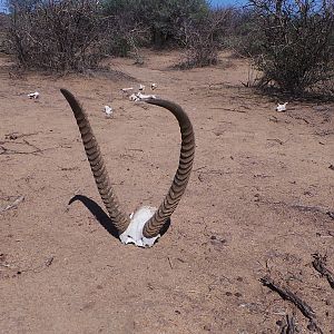 Waterbuck horns Namibia