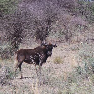 Black Wildebeest Namibia