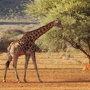 Giraffe Namibia