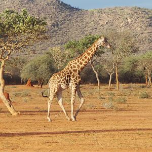 Giraffe Namibia