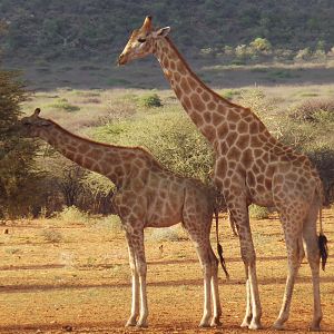 Giraffe Namibia