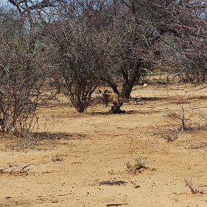 Bat-Eared Fox Namibia