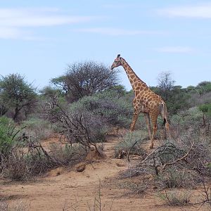 Giraffe Namibia