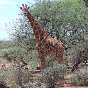 Giraffe Namibia