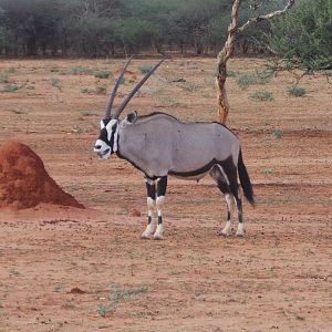 Gemsbok Namibia