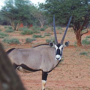 Gemsbok Namibia