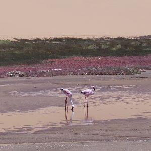 Flamingo Sandwich Harbor Namibia