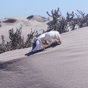 Cape Fur Seal Skull Sandwich Harbor Namibia