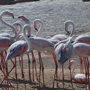 Flamingo Walvis Bay Namibia