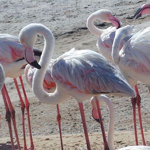 Flamingo Walvis Bay Namibia