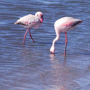 Flamingo Walvis Bay Namibia